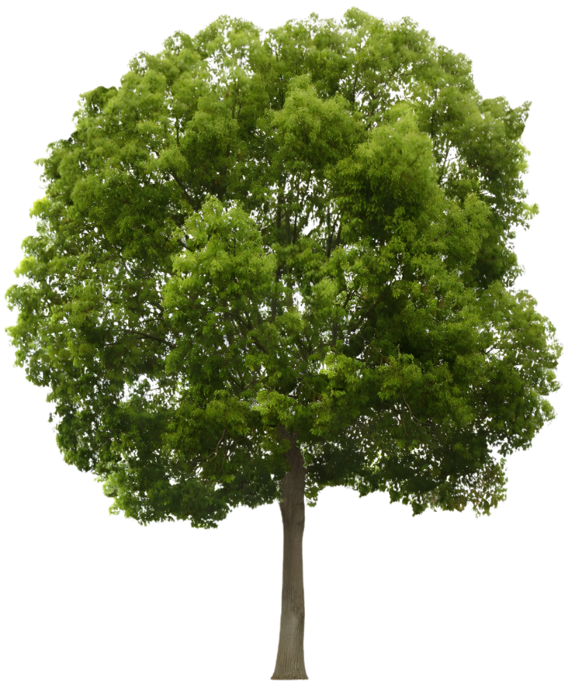 Company Outline Tree